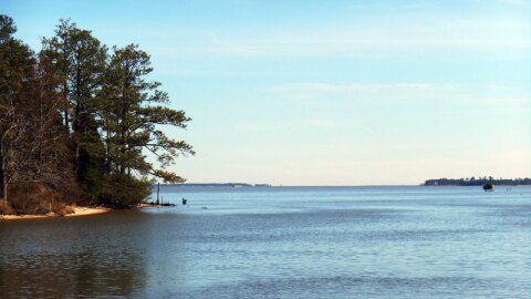 A recent study found 98% of rivers like the James are contaminated with man-made chemicals collectively known as PFAS. They are linked to many health problems in humans and do not degrade naturally in the environment.