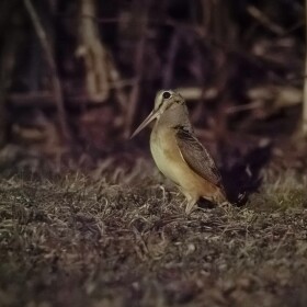 American Woodcock