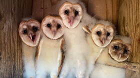 A family of barn owls. Cal Poly Humboldt research revealed that a family of barn owls can consumer 3,000 to 4,000 rodents every year in a vineyard.