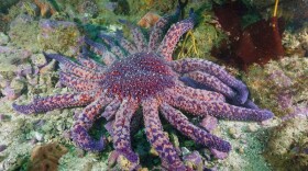 sunflower sea star