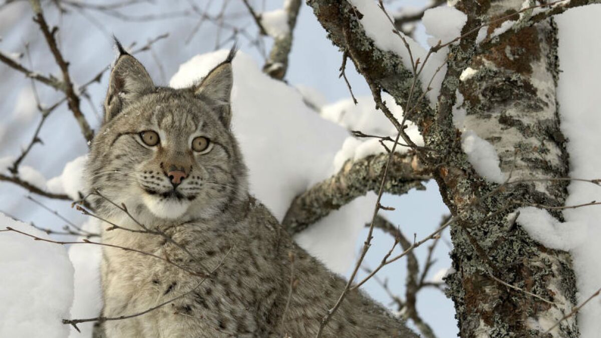 canadian lynx in snow