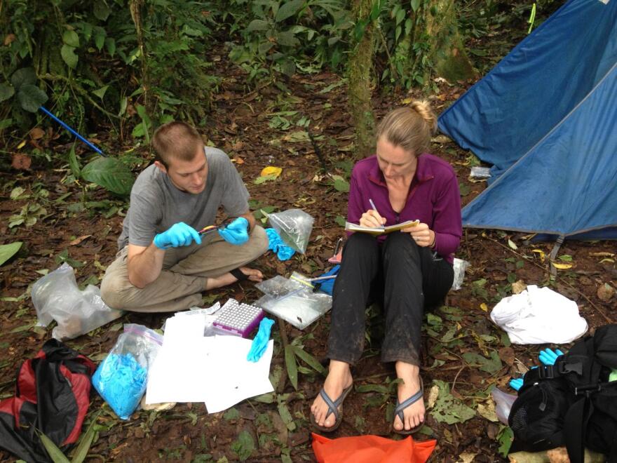 Scientists collect samples from amphibians near tropical streams in Panama.