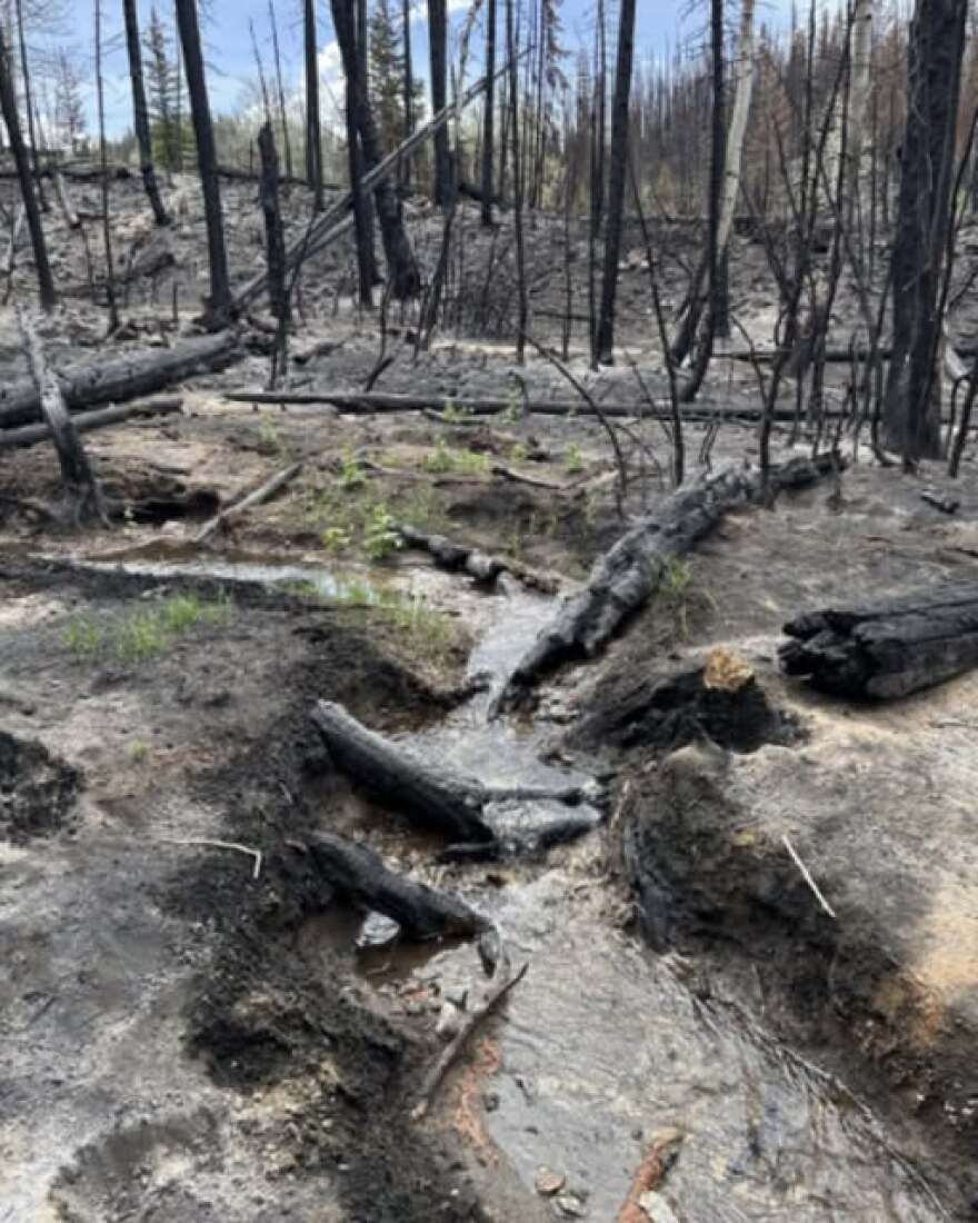 Burnt land around Soapstone Creek after the 2024 Yellow Lake Fire.