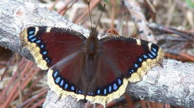 Mourning cloak butterfly.