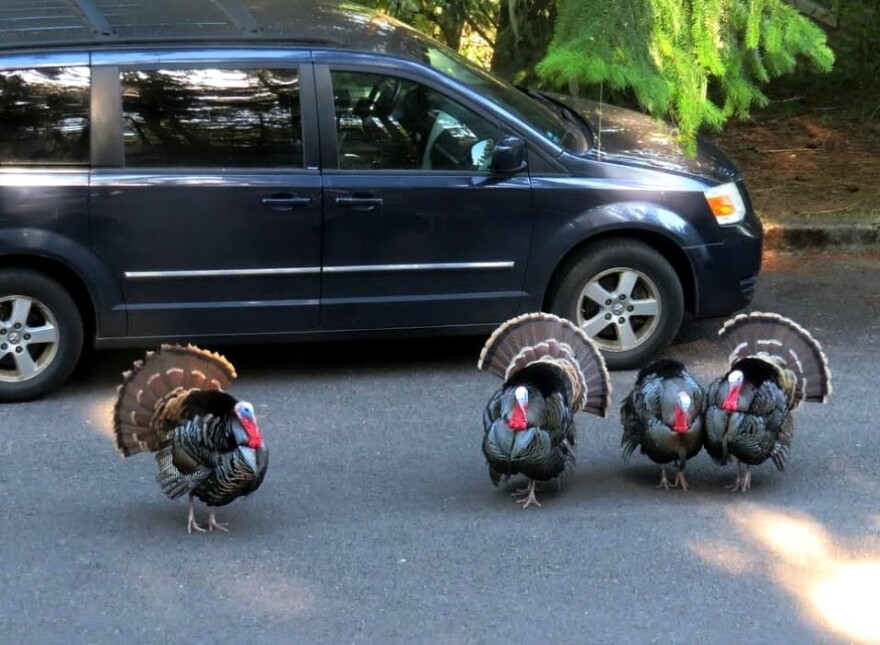 "Which one of you said you could drive this thing?"