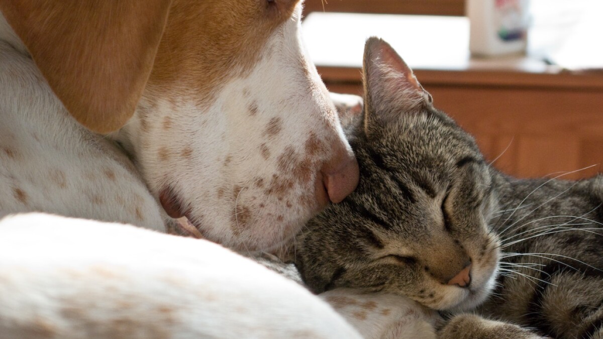 WATCH: Which Are Smarter, Cats Or Dogs? PBS NewsHour Asked A Scientist |  KERA News