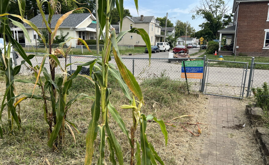 Stalks of corn grow at the Unity Garden entrance