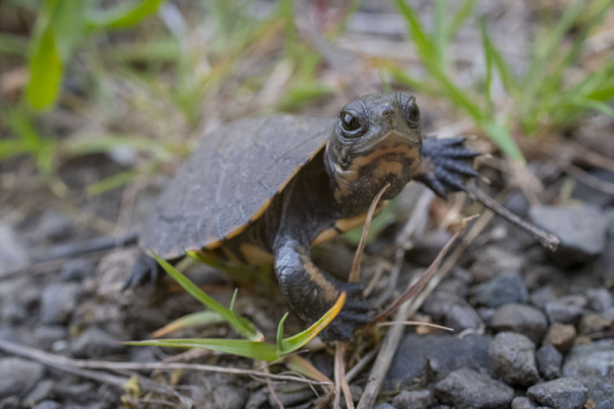 Small turtle walks on grass and stones