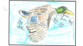 Bird guide card drawing of a Mallard duck 