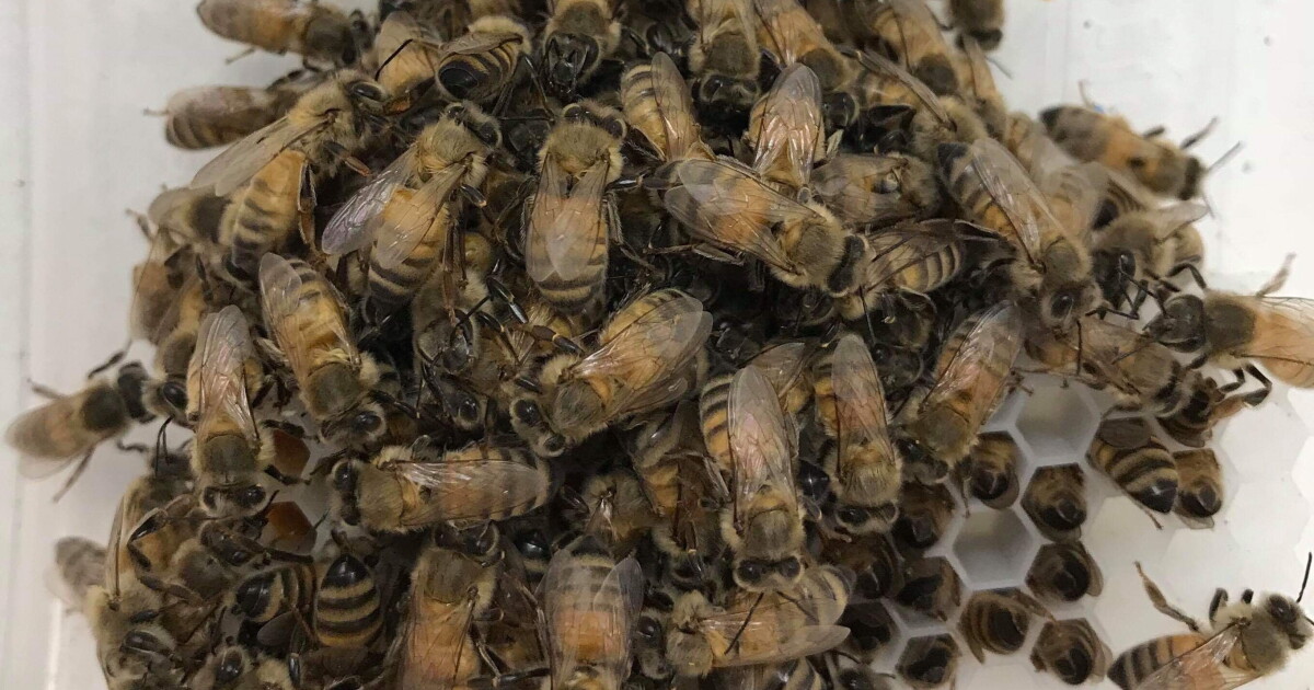 Hive Mind: Grad Student Aims To Save Bees With Data | NPR Illinois