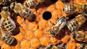 Varroa mites attached to honey bees.