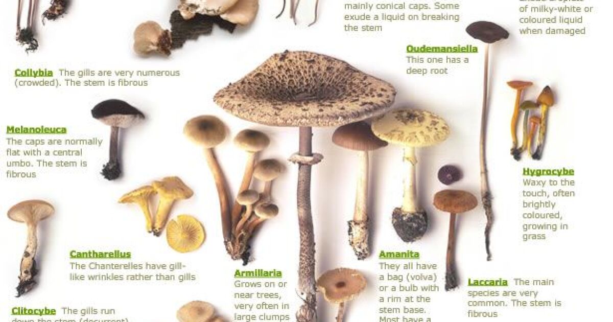 Marvelous Wild Mushrooms of Central PA with Bill Russell WPSU