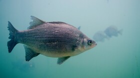 Photo of a white bass in water