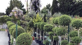 A nursery full of plants
