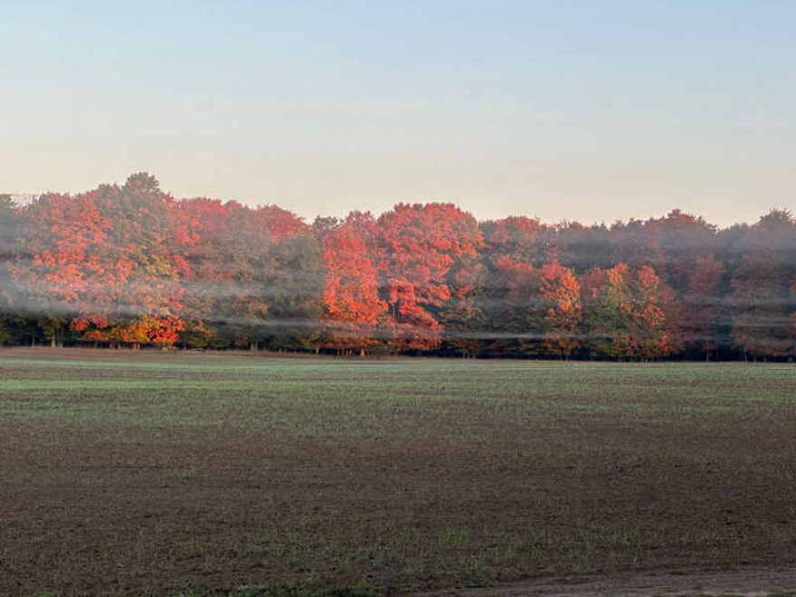 'The Trees Know' exhibition closes October 31.