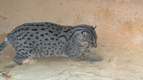 With her eyes on the prize, Marina the fishing cat closes in on a minnow meal.