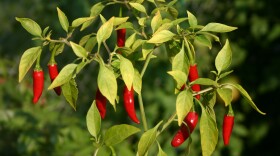 The summer harvest is still in full swing, but don't put off planting vegetables you can enjoy this fall and next spring.