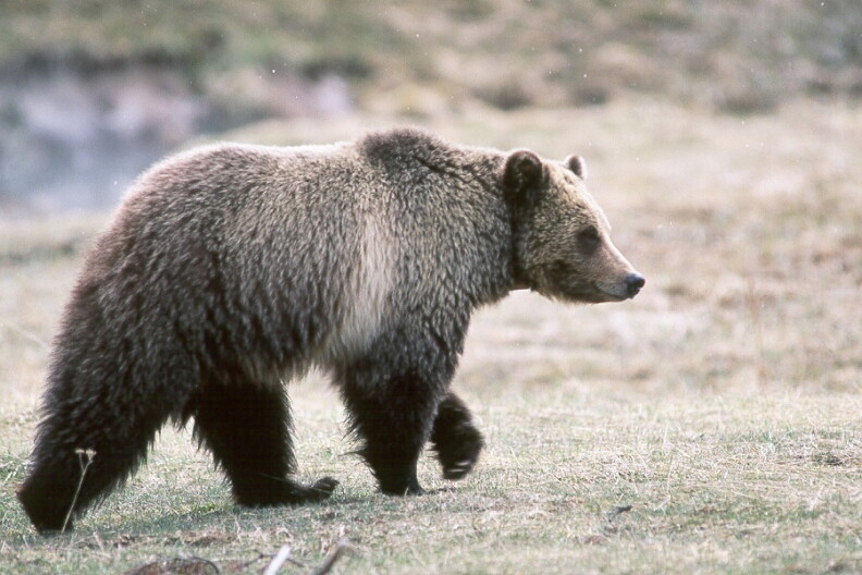 Grizzly bear in Yellowstone National Park.