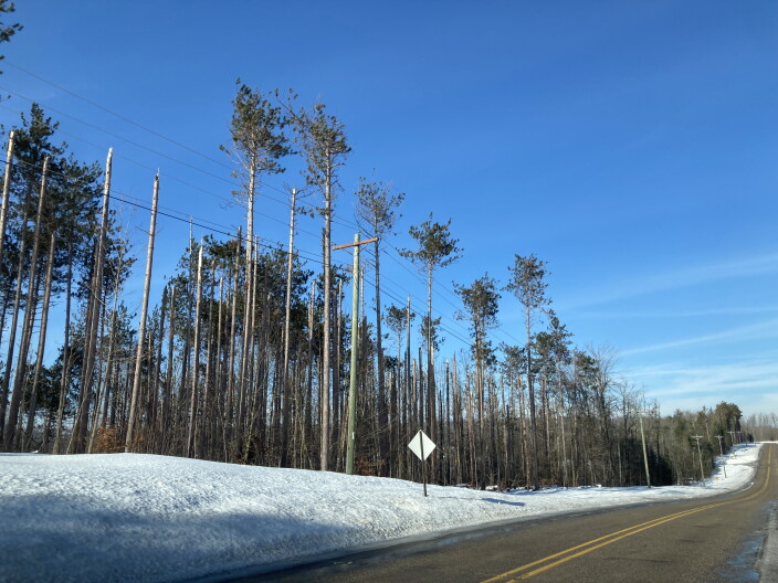 Northern Michigan landowners still waiting for federal dollars to restore ice-damaged forests