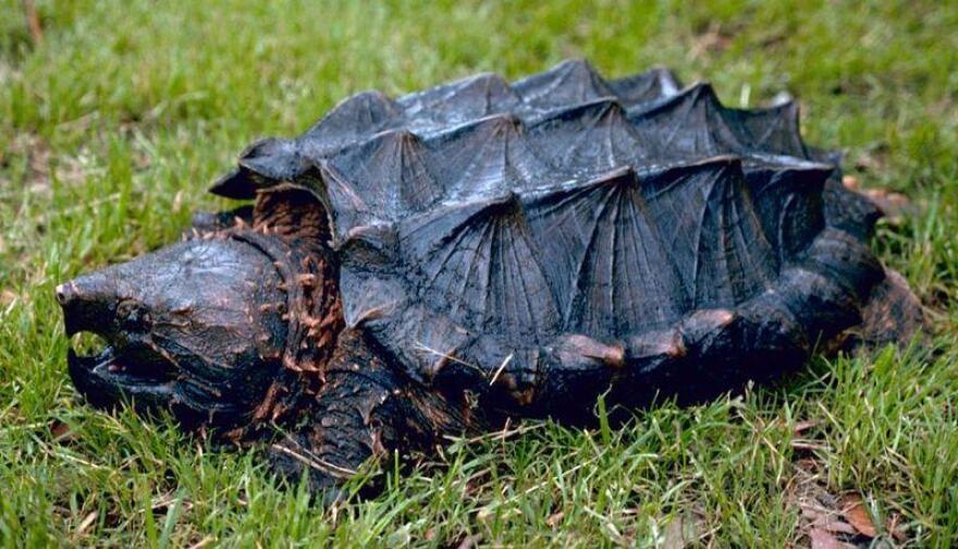 turtle_trapping_alligator_snapping_turtle_usfw.jpg