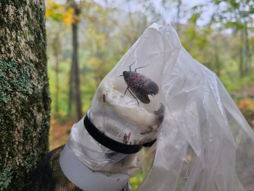 spotted lanternfly caught in a plastic bag trap