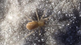 saltonia-cody-r-haugh