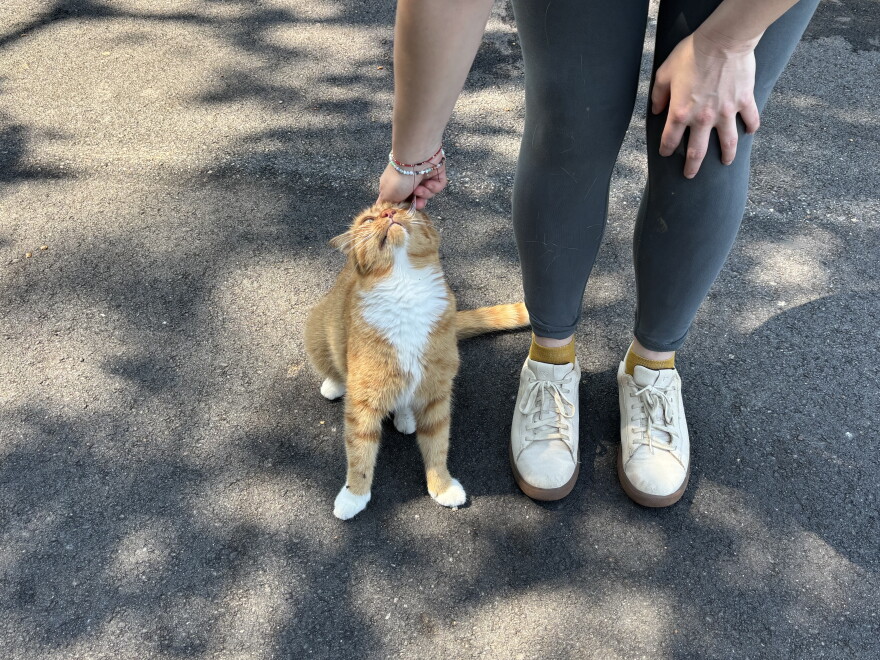Clelia Sheppard pets her cat, Jamie, which faced serious health struggles last year that Sheppard believes could be tied to pesticide exposure.
