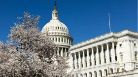 The U.S. Capitol surrounded by cherry blossoms on March 25, 2024 in Washington, D.C.