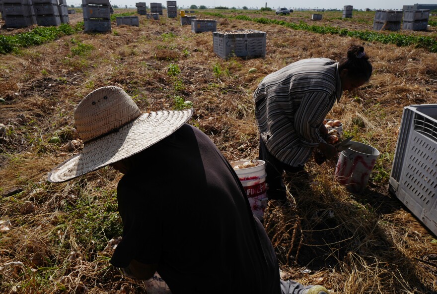 H-2A visa workers pick an onion field Tuesday May 5, 2026 in Edinburg, Texas .(Delcia Lopez | MyRGV/ dlopez@themonitor.com)