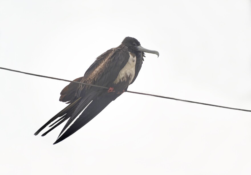 Magnificent Frigatebird