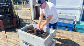 Curt Brown, owner of Bold Coast Seafood in Prospect Harbor, examines a crate of freshly-caught lobster.