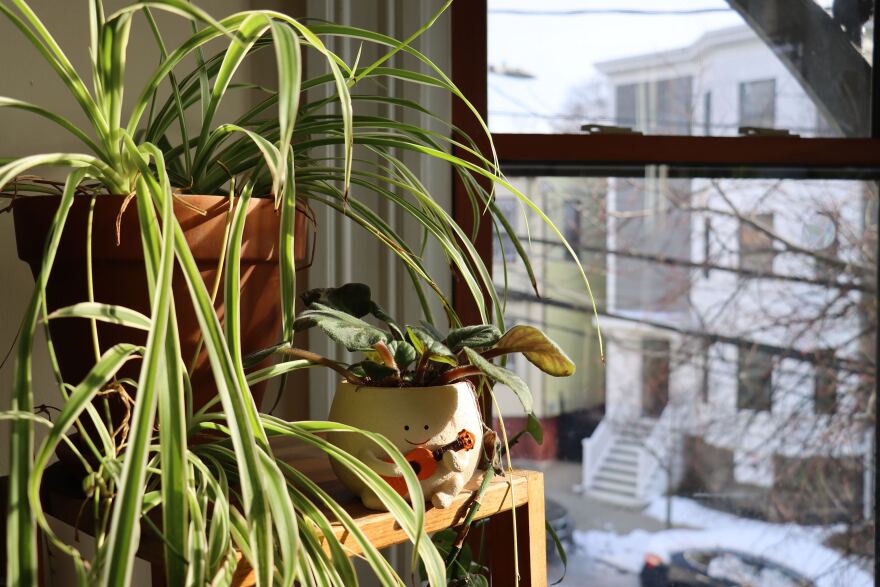Houseplants by a window.