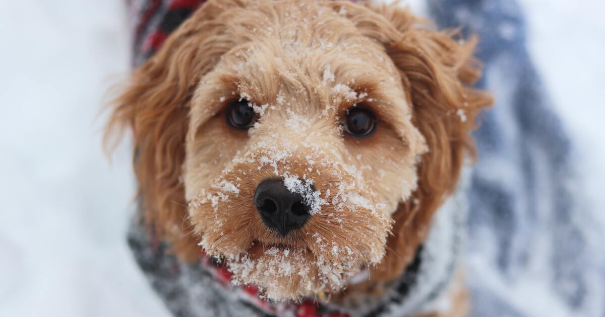 Pet safety tips for extreme cold: 'Bringing pets in is the best and safest option"