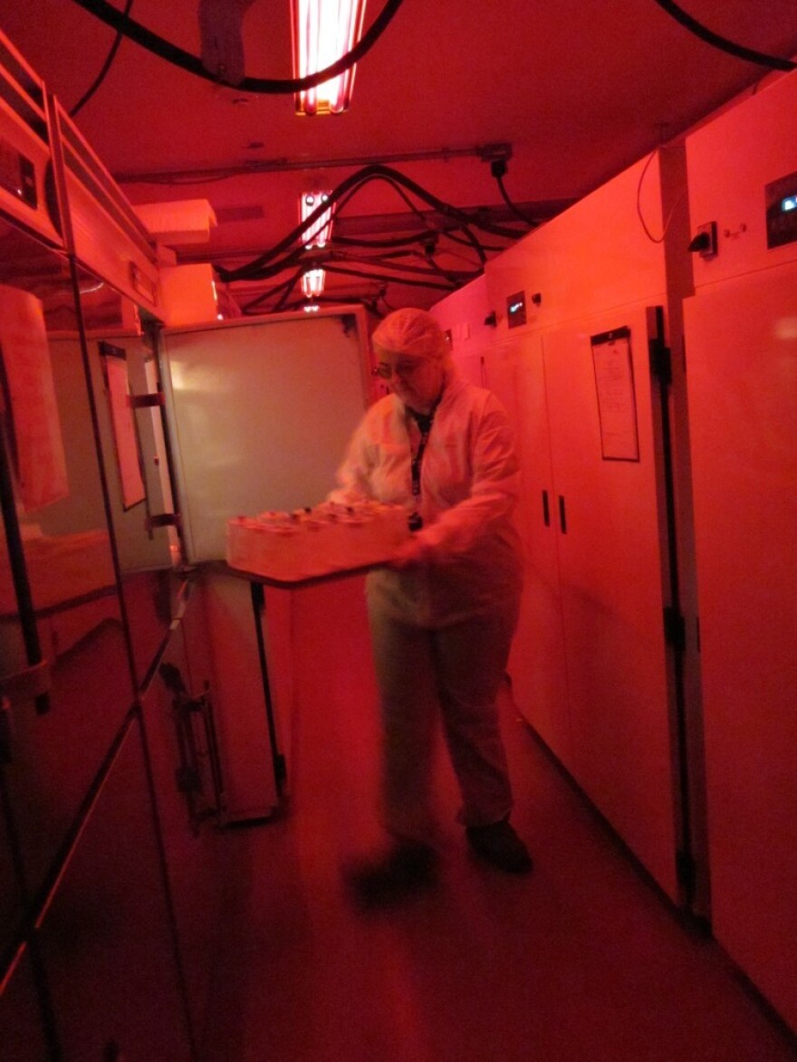 Kathy Tatman removes jars from an insect growth chamber at a quarantine lab at the U.S. Department of Agriculture's Beneficial Insects Introduction Research Unit. Most insects can't see red, so the red lights essentially keep the insects in the dark, making them less likely to fly around and escape.