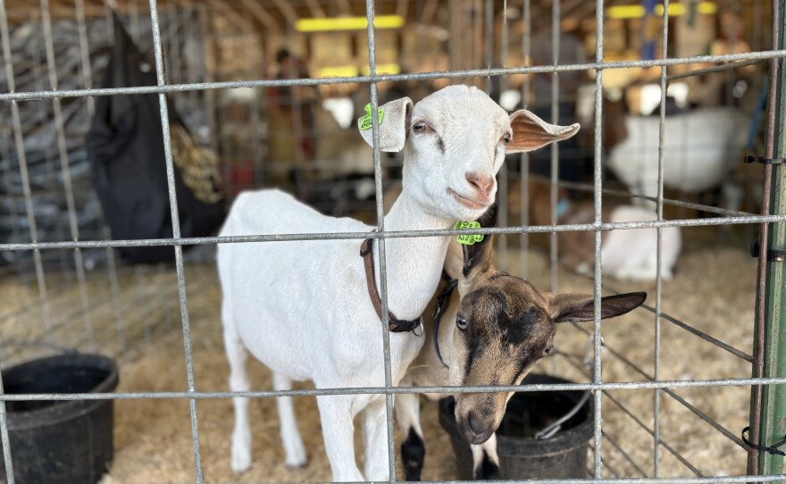Two young goats wait for their turn in the competition at the Isabella County Fair.