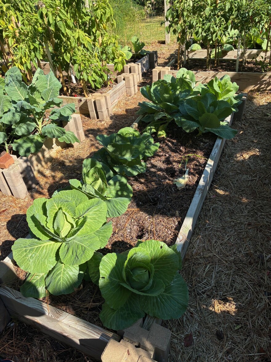 David Miller's cabbages, originally planted as seeds in August, are ready for harvest in early November.