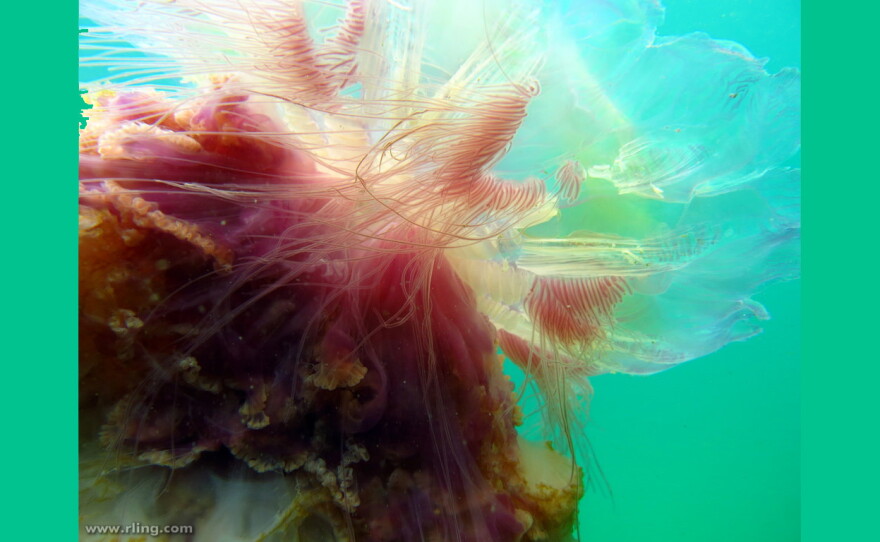Detail of a Lion's Mane Jellyfish (Cyanea sp.). Bare Island, Botany Bay, New South Wales.
