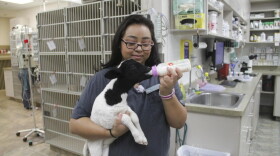 In addition to their client's pets, this Goodyear, Ariz., clinic usually has a few employee pets hanging out. This day, it was a lamb. (Mariana Dale/KJZZ)