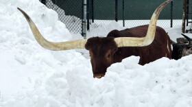 Sriracha, an Ankole-Watusi cattle, seen here in the snow, had access to shelter during the blizzard.