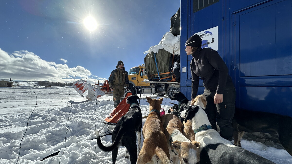 A French baker, 31 dogs and a giant blue bus train in the Upper Green for an upcoming sled dog race - Vimarsana News