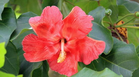 A Flor de Maga, Puerto Rico's national flower that is related to the common hibiscus