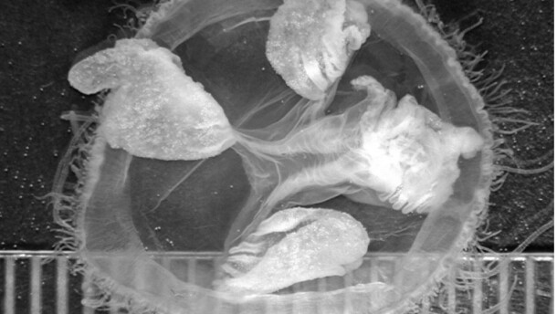 Freshwater jellyfish (Craspedacusta sowerbyi) sampled from a pond in Montana, 2009