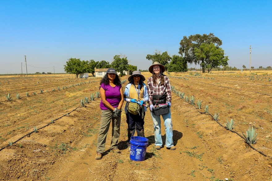 From left, UC faculty member Srabani Das, research assistant Kavya Laxmisagara Sagar, and UC Merced doctoral student Calysta Ownby stand in a test plot of agave.