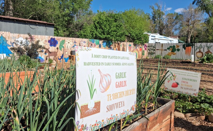 Garlic grows in a raised bed at the Mancos School Garden. Educational signs identify crops in multiple languages as part of the Montezuma School to Farm Project's hands-on learning programs.