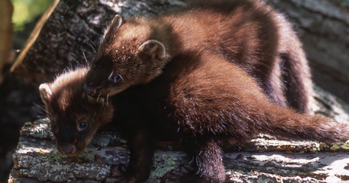 Meet your neighbor, the fisher | CAI