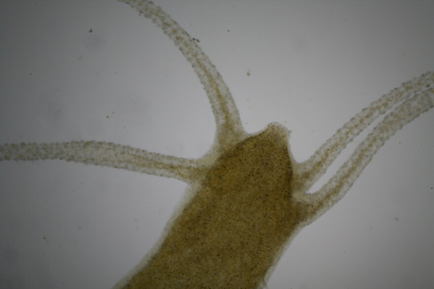 Hydras don't usually have mouths, it rips its cells apart to make a mouth every time it eats.