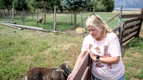 Sheri Schiess feeds her lambs with hay grown on the farm she and her husband, Boyd, decided to preserve.