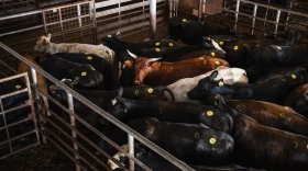 Cattle in the holding pen before being moved through the auction ring at the West Auction barn in West, Texas on June 11, 2026.