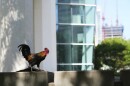 A rooster sits outside of a building.
