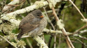 A Darwin finch in the Galapagos. The subfamily that is unique to the islands has been threatened by an invasive parasite that first appeared in 1997.